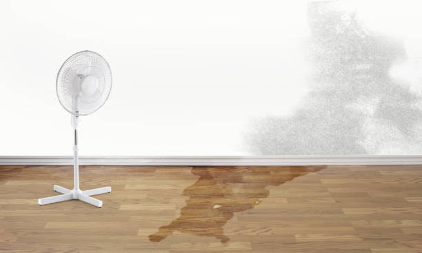 Best Water damage mitigation services  in Delavan, WI